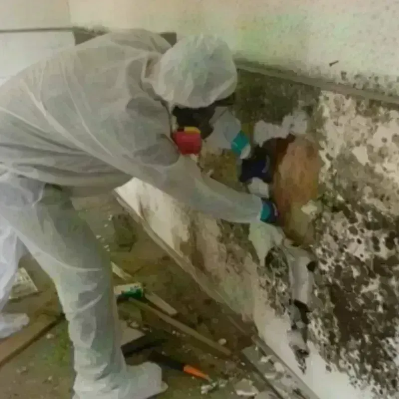 Mold Remediation and Removal in Circle Pines, MN